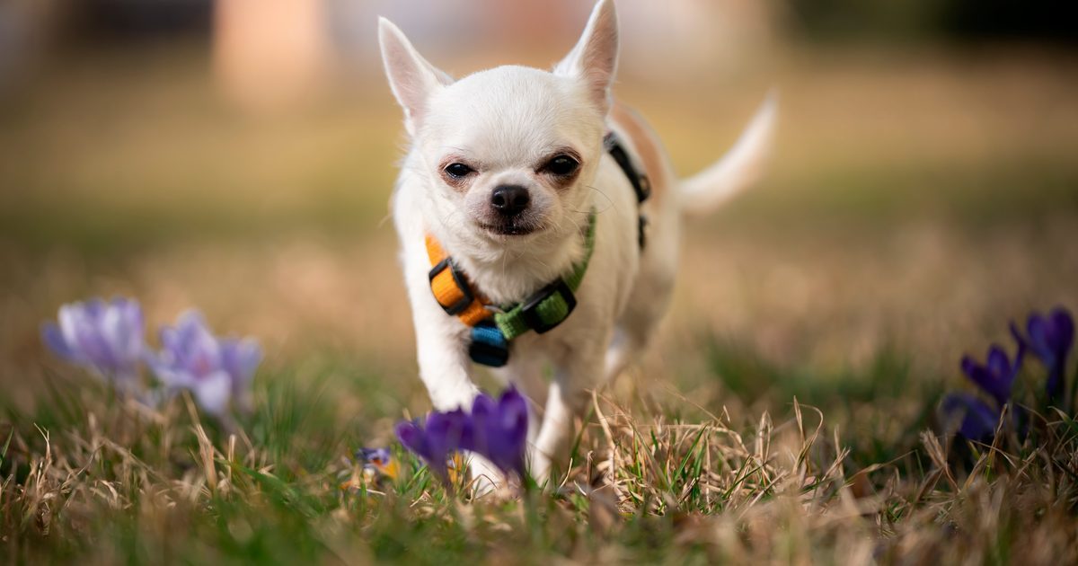 Ten niepozorny pies wcale nie jest wybrykiem natury. Dzisiejsze chihuahua mają w sobie geny kojota