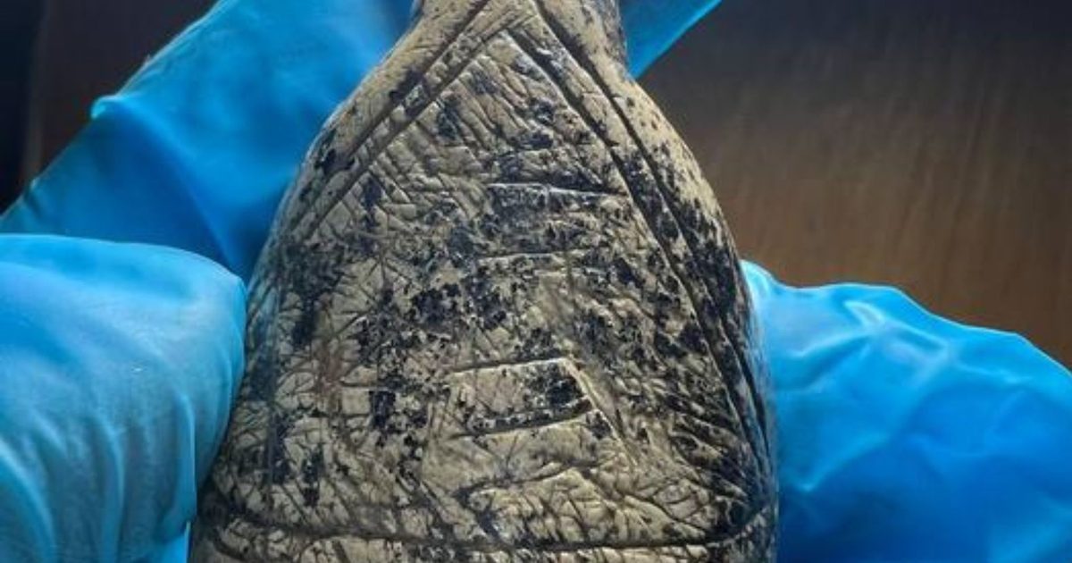 Cyfrowe skany odsłoniły sekret paleolitycznych Wenus. Wiemy, co inspirowało artystów