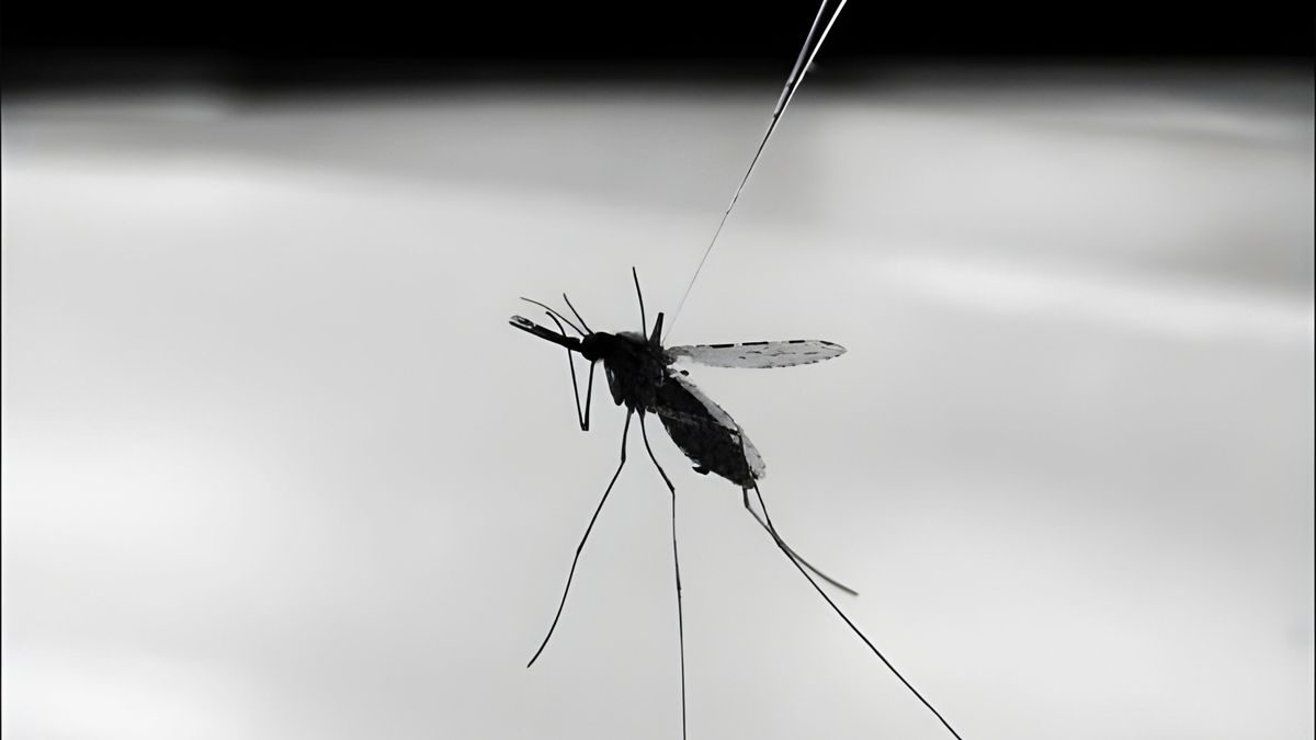 Malaria in Frankfurt Schwanheim: Wie gefährlich ist der Ausbruch?