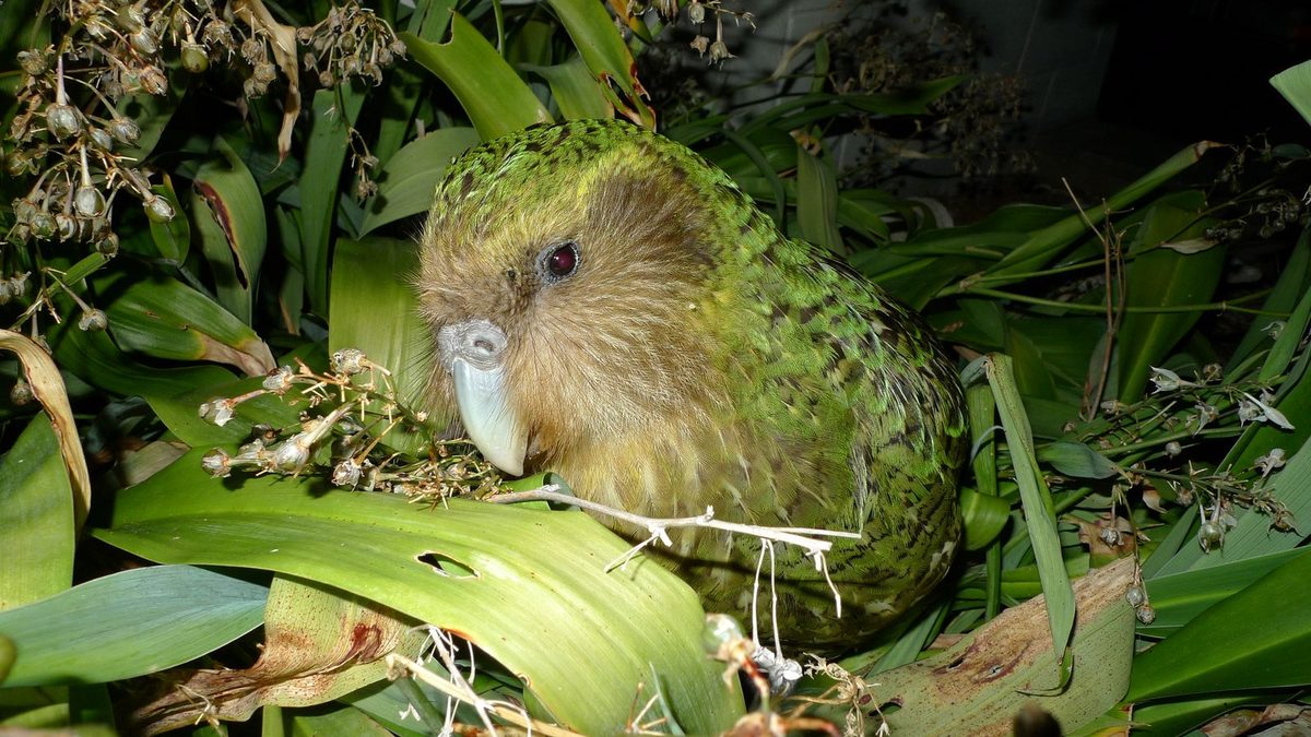 New Zealand Welcomes a Record 90 Kakapo Chicks, Helping the World's Chunkiest Parrot Species Rebound From the Brink of…