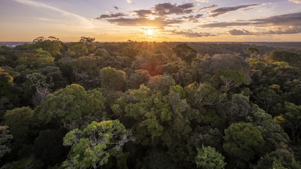 'At some point we're going to have to react': How El Niño, climate change, and crime are pushing the Amazon rainforest…
