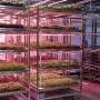 Robots grow and package lettuce year-round in Norway's fully automated farm