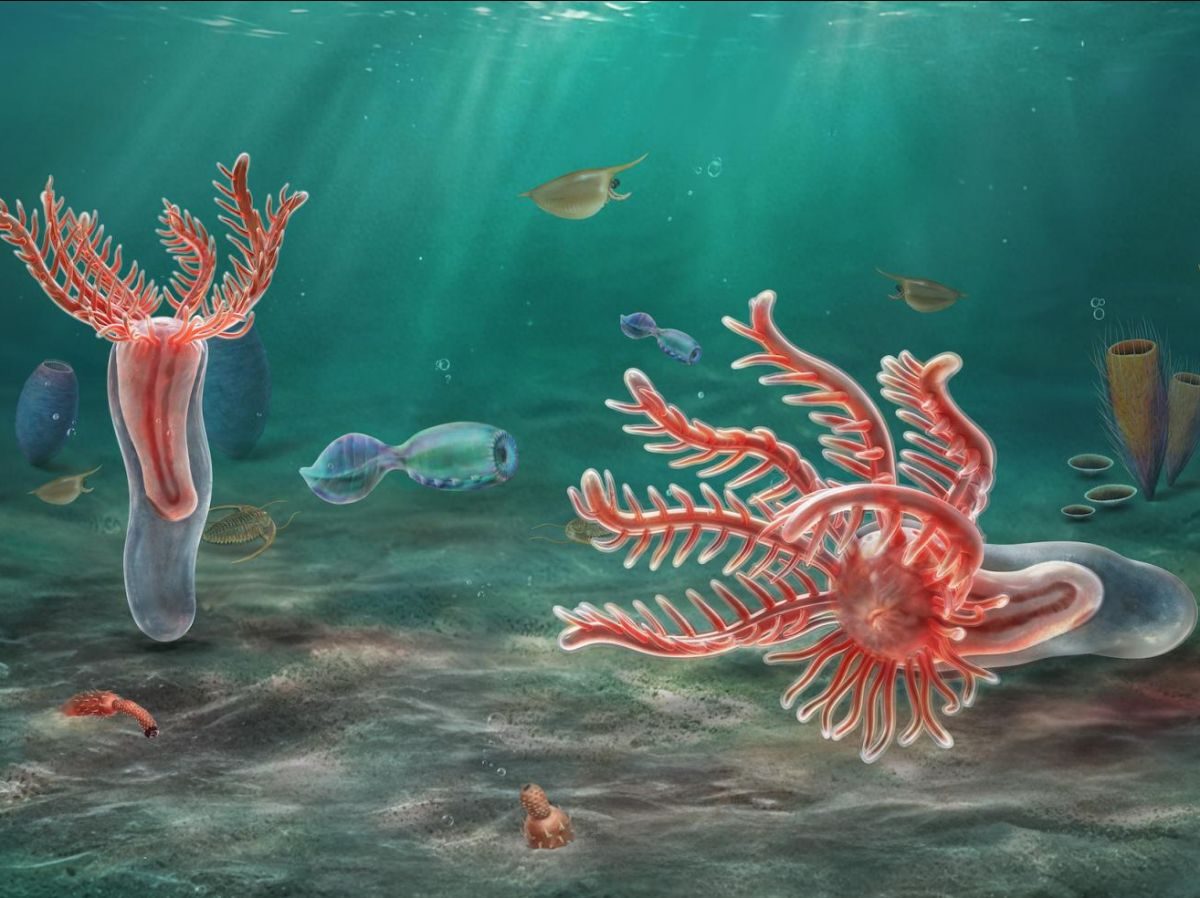 L'ancêtre commun aux étoiles de mer et aux oursins avait des tentacules