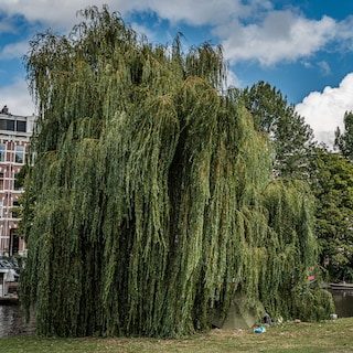 ‘Halsema’s noodklok over dakloze mensen kwam voor Den Haag blijkbaar te laat – of ze hoorden hem niet’