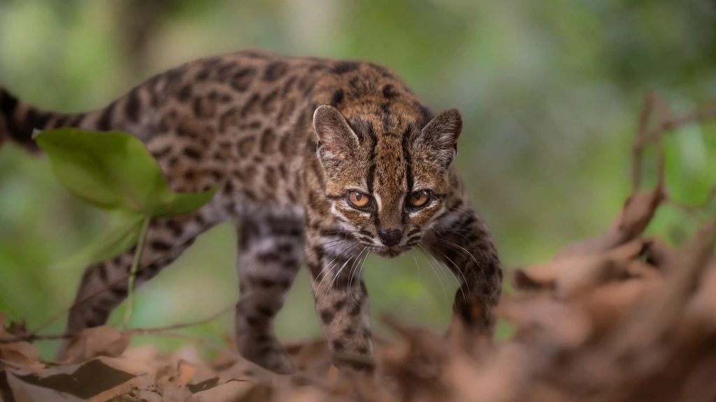 Biologen ontdekken nieuw soort tijgerkat in Bolivia: de tilcayo