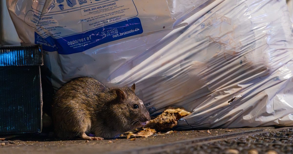 Après Bruxelles et face à la hausse des signalements, Anderlecht intensifie sa lutte contre les rats