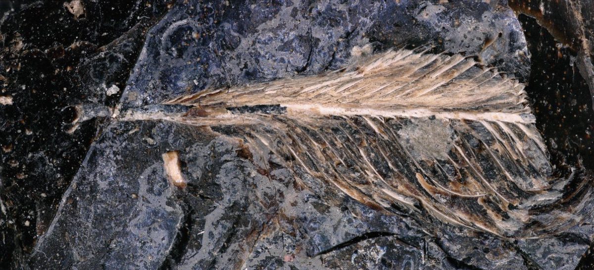 Exquisite 66-million-year-old bird feather preserved in dinosaur dropping