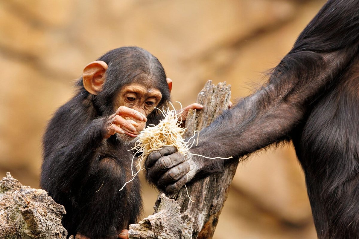 Wilde chimpansees leren hun jonkies gereedschap te gebruiken