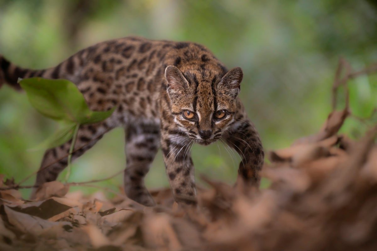 New wildcat species identified for the first time in more than a century