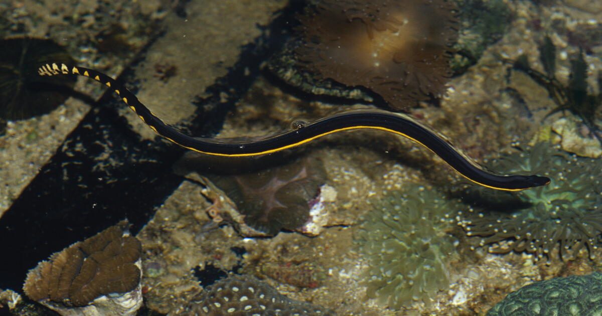 Rare venomous sea snake washes up on a SoCal beach