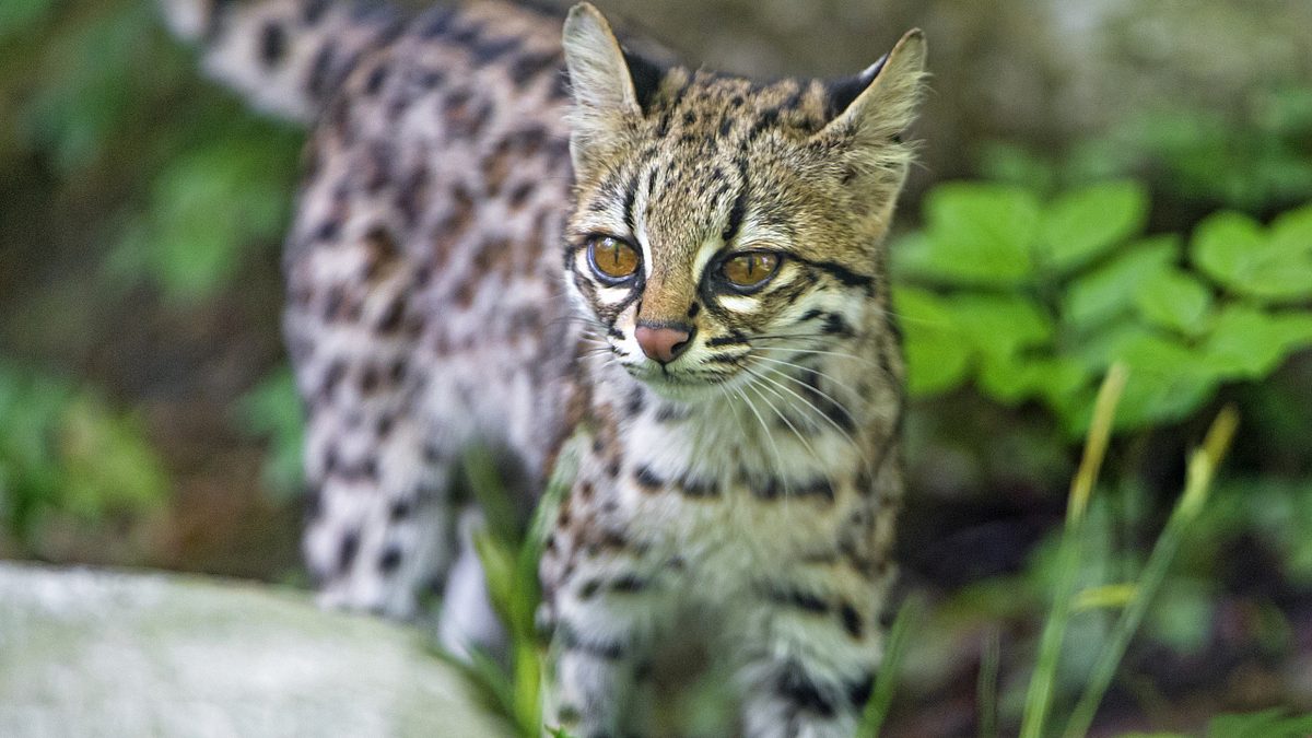 Artenvielfalt: Erste richtige, neue Katzenart seit 100 Jahren