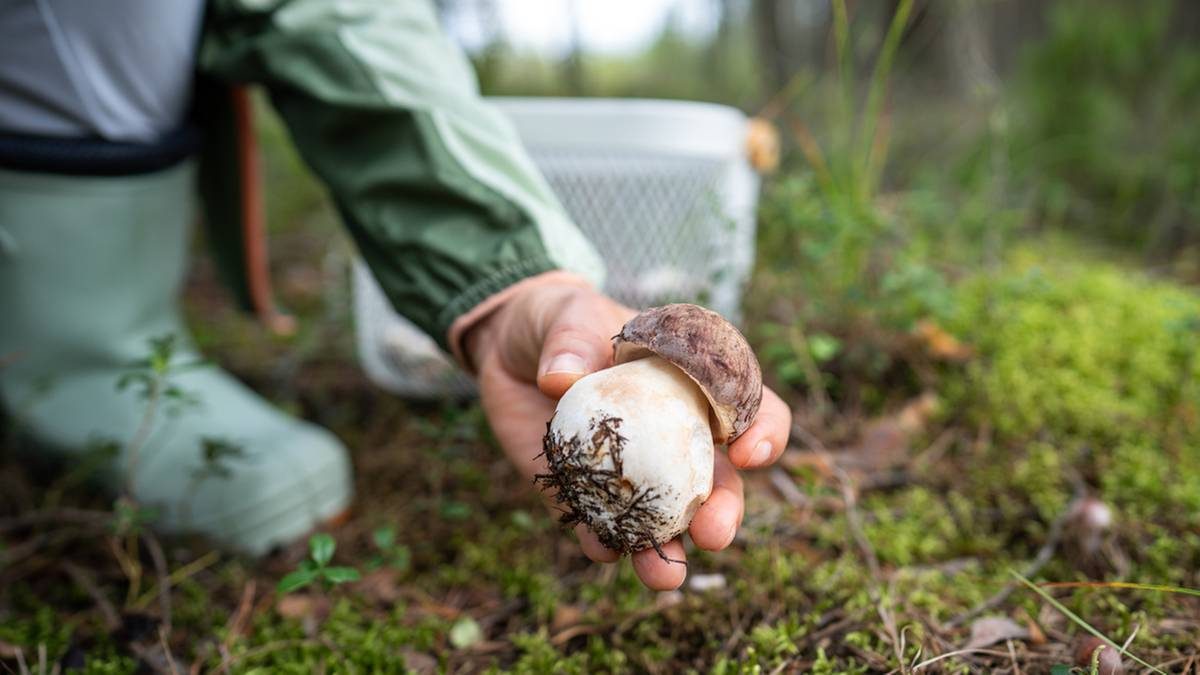 Zaczął się wysyp borowików. Nie każdy jednak nadaje się do koszyka