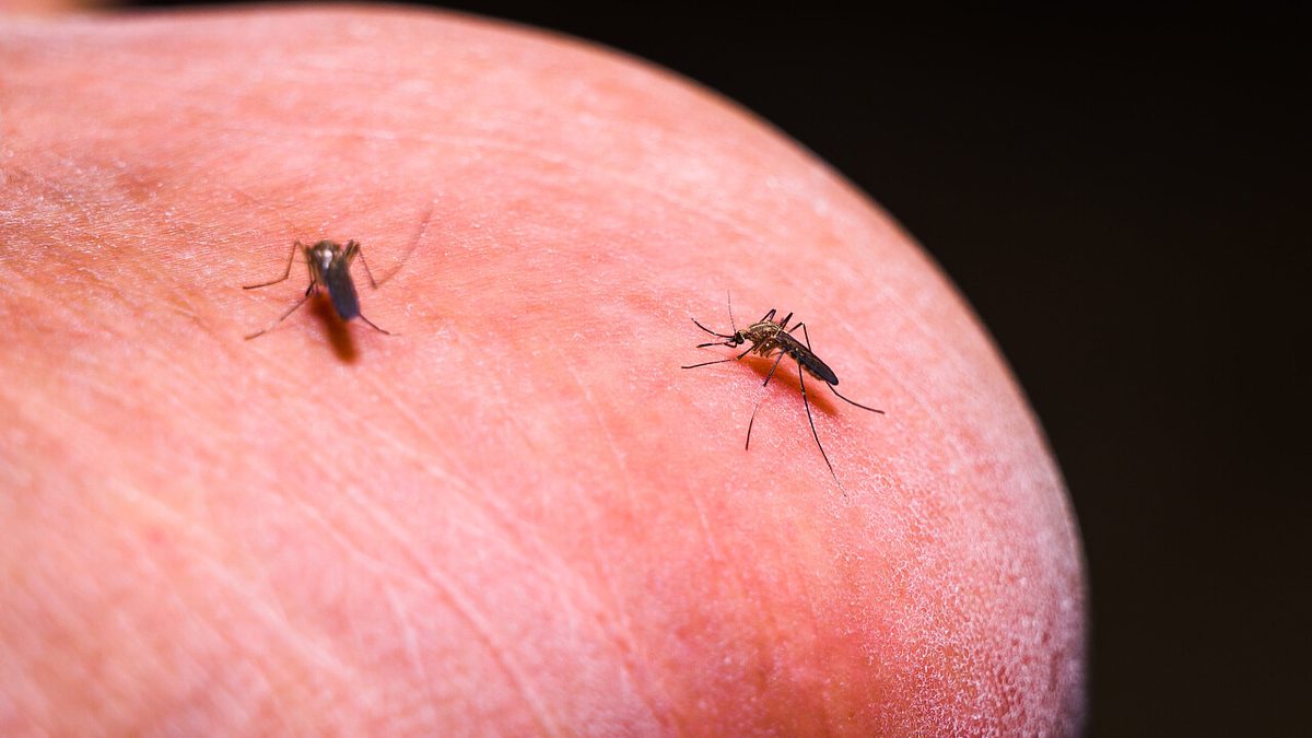 Eingeschleppte Mücken: Dritter Malaria-Toter in Frankfurt – was ist bekannt?