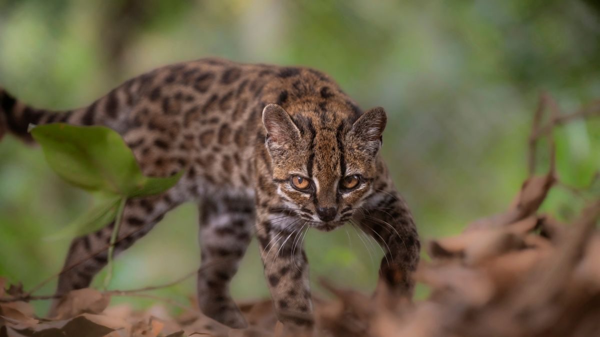 Bolivien: Erste neue Katzenart seit mehr als 100 Jahren entdeckt