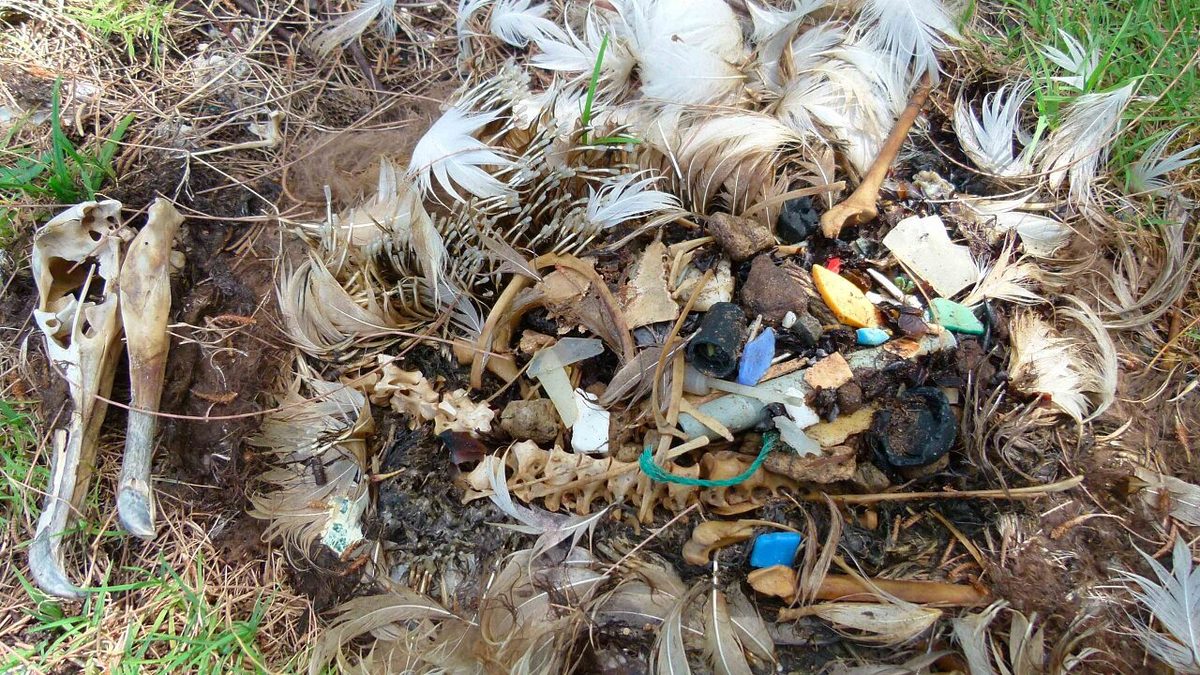 Artensterben: Wie viel Plastikmüll im Magen verkraftet ein Seevogel?