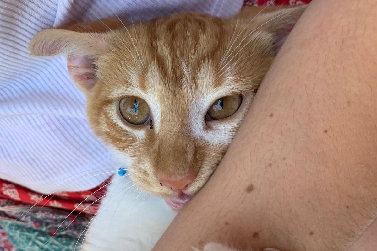 Le petit chat de l’été dont on gardera la photo à la rentrée