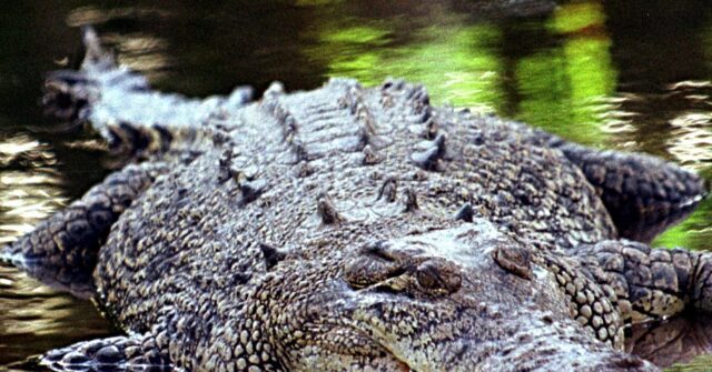 Watch: 600+ Crocodiles Infest River to Host Brisbane 2032 Olympic Rowing