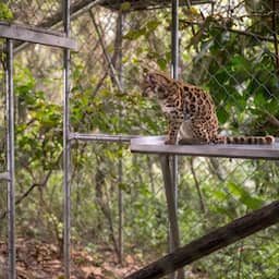 Boliviaanse tijgerkat is eerste nieuw ontdekte kattensoort in honderd jaar