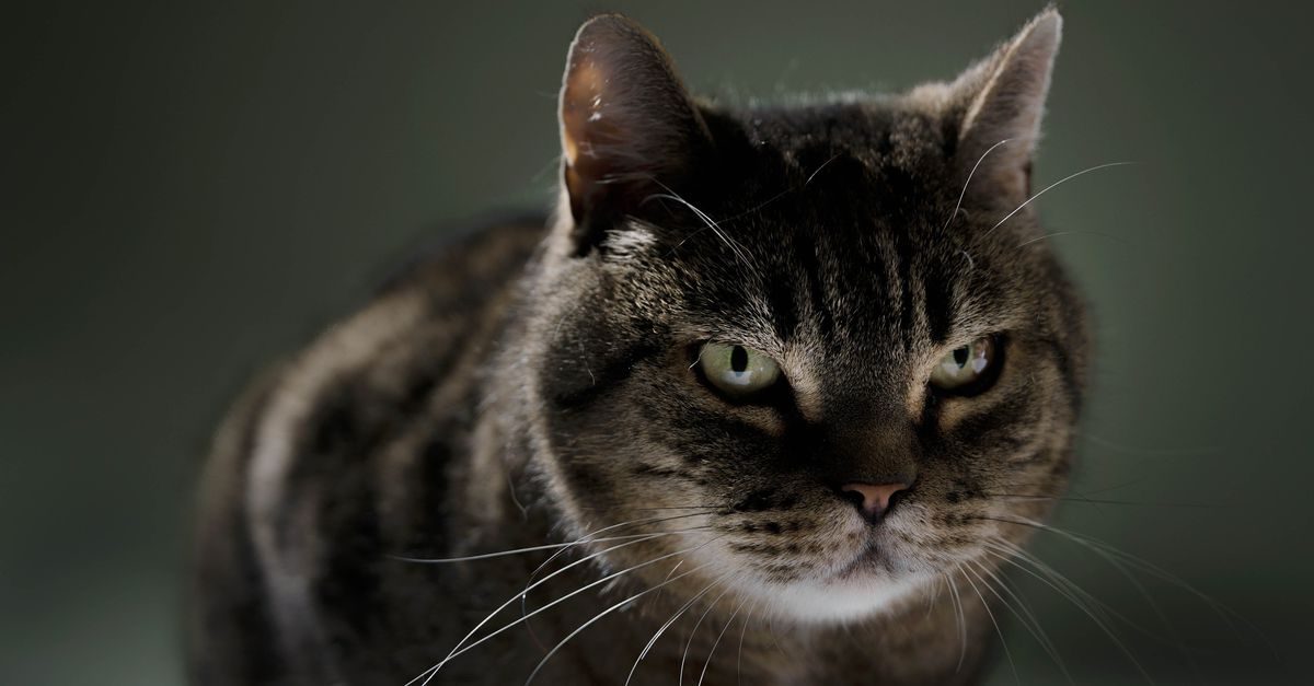 Probeer een kat maar eens te lezen – ‘het is alsof ze mysterieus wil blijven’