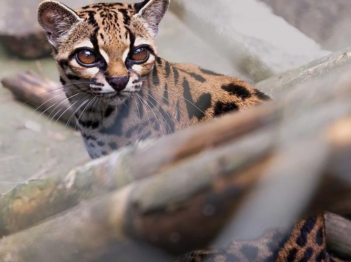 Leopardus tilcayo : le nouveau félin sauvage découvert en Bolivie