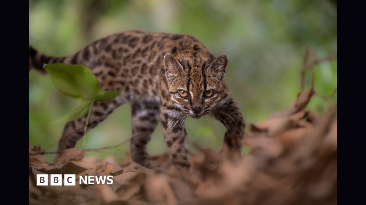 New wild cat species discovered - with only one known living member