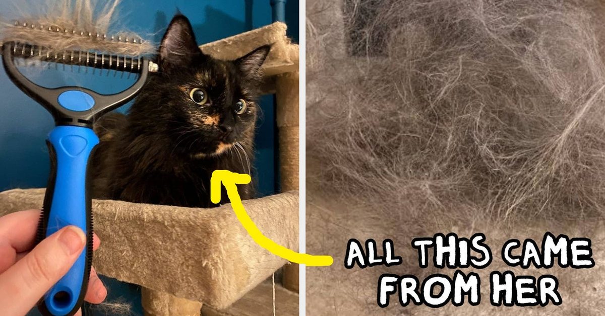 22 Tips Cat Owners Will Wish They'd Known About Sooner