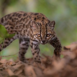 Vondst van de eeuw: Boliviaanse bioloog ontdekt nieuwe kattensoort