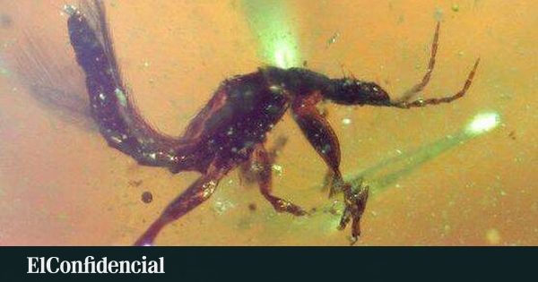 Más de 1.500 artrópodos y plumas de dinosaurio: el ámbar azul-violeta de El Soplao desvela un mundo perdido del Cretáci…