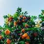 'CRISPR-Combo' system speeds regeneration of hard-to-breed perennial crops