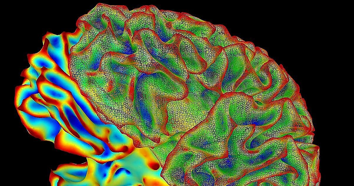 El cerebro humano no es uno, sino dos órganos distintos y 'acoplados' por la evolución