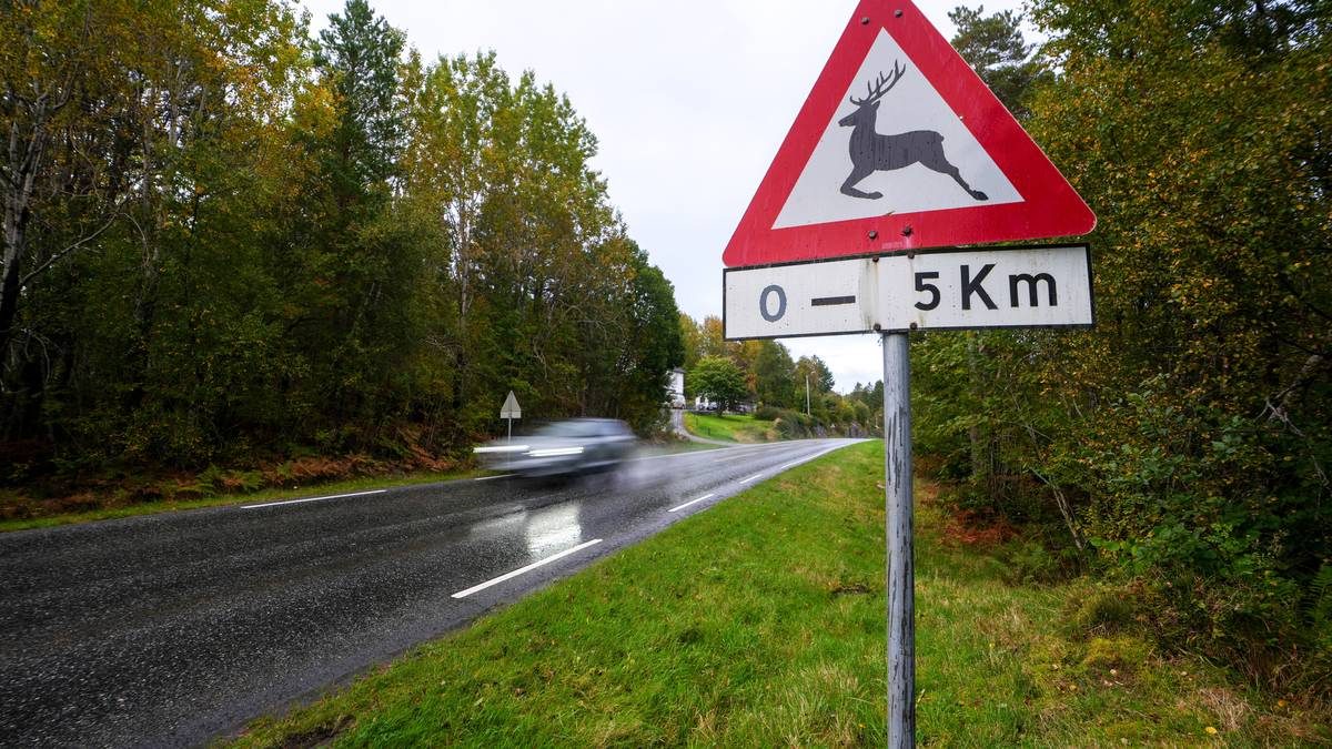 Om hausten er det høgsesong for viltpåkøyrsel - her får du gode råd om kva du skal gjere