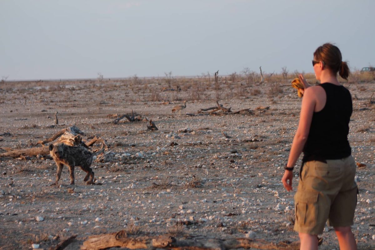 Wie volgt wie? GPS-data werpt nieuw licht op hoe leeuwen en hyena’s met elkaar omgaan