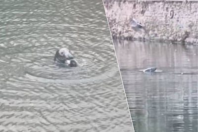 KIJK. Zeehond laat zich opnieuw zien in Gent