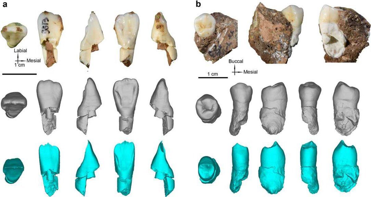 Scientists unlock new clues to what Denisovans, a mysterious ancient human ancestor, looked like