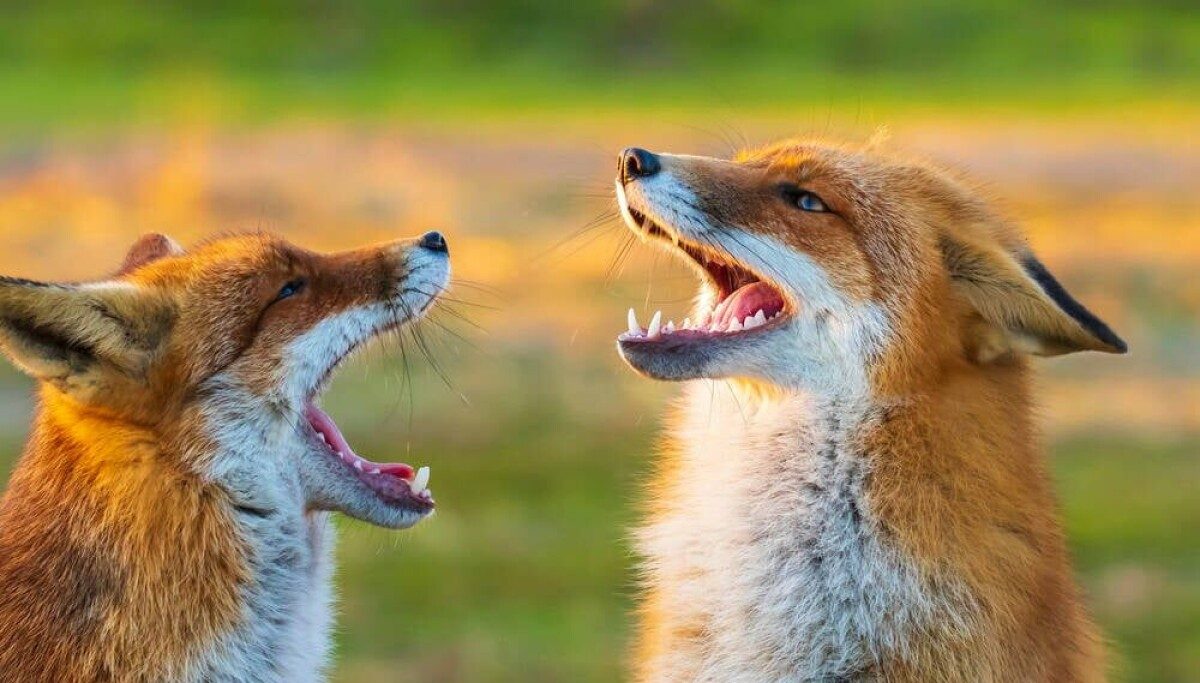 Firefox 156 arrives with a forest of forks in its wake