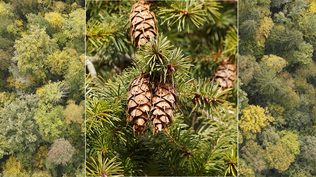 Serie: Bäume mit Zukunft: Die Douglasie, ein Hoffnungsträger mit Grenzen
