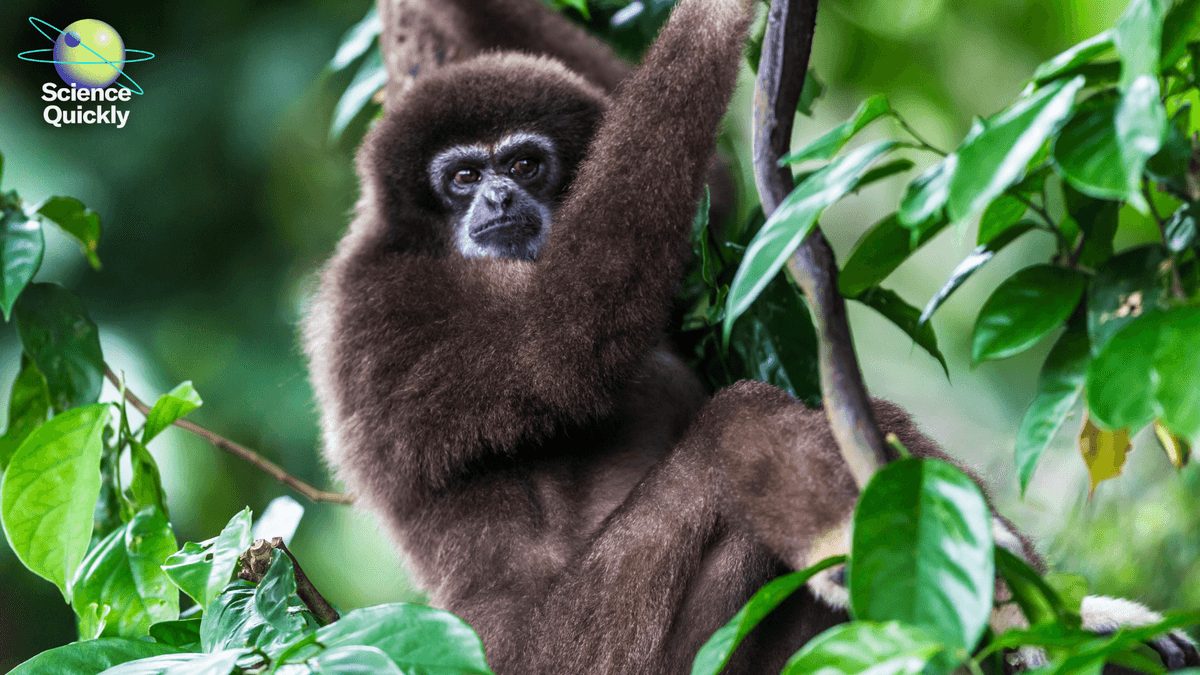 Indonesia is moving its capital. Will a forest pay the price?