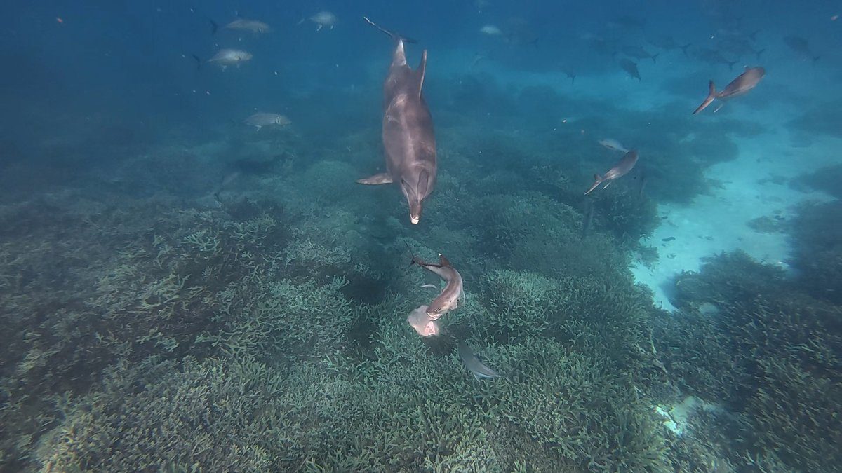 This dolphin terrifies fish until they puke—and then it eats their upchuck