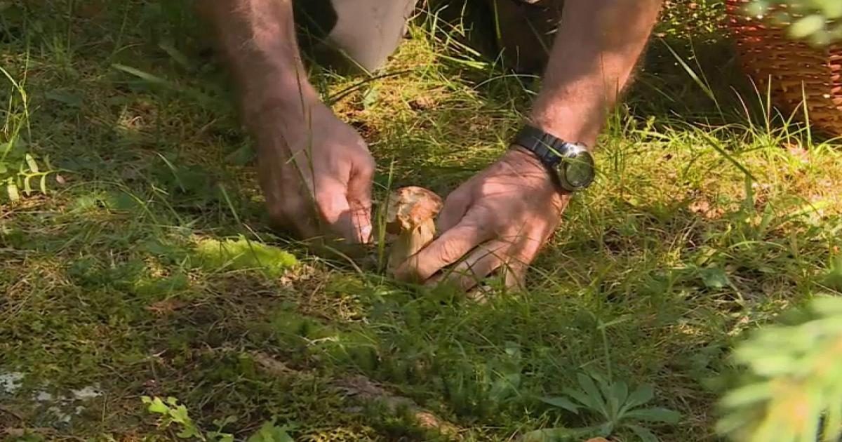 Dopo le piogge si apre la stagione dei funghi, come cercarli in sicurezza