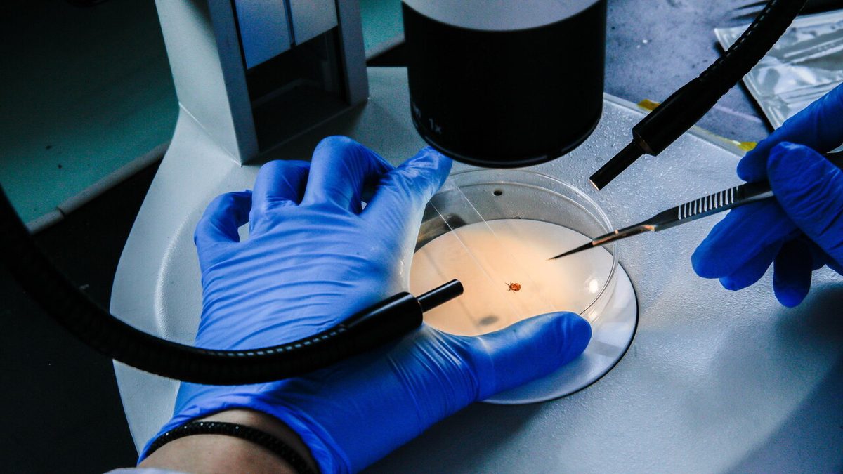 L'Ia per la prevenzione delle epidemie di origine animale
