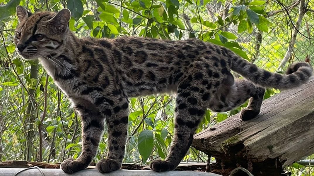 Sembrava “solo” un gattino domestico, è stata scoperta una specie di felino dopo più di cent'anni. La biologa boliviana…