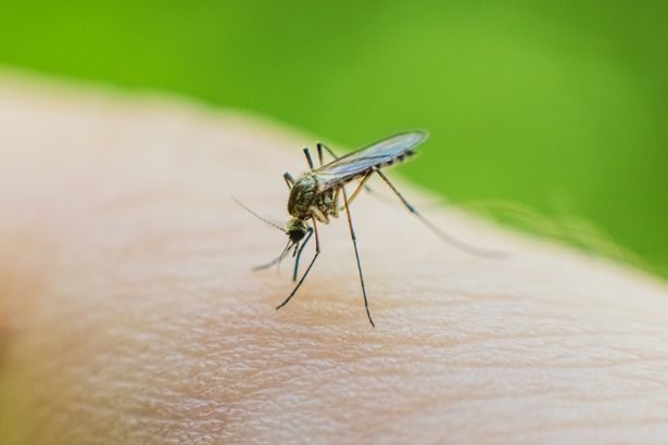Deadly West Nile virus spreads across Europe with doctors issuing urgent warning