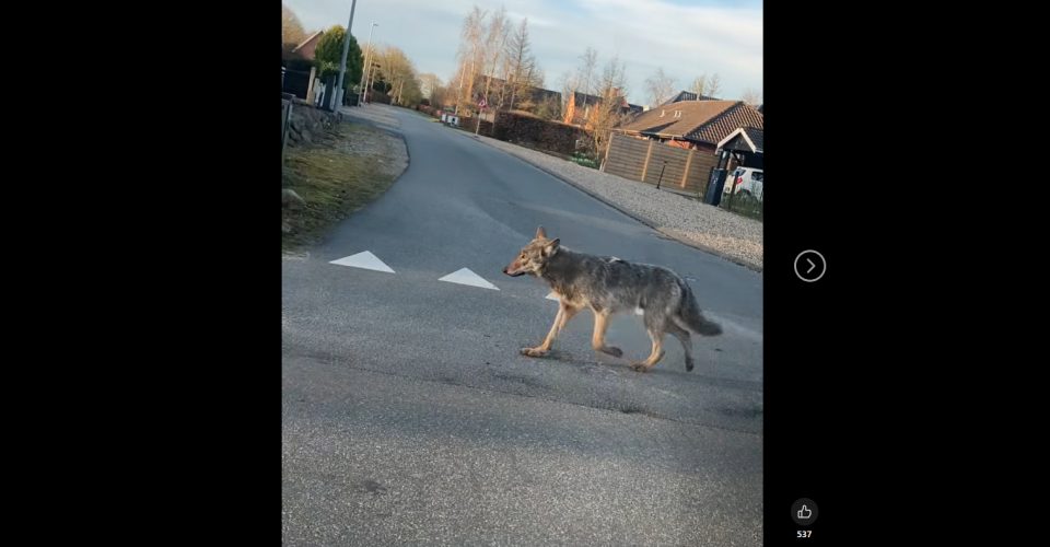 Ekspert advarer: Vi risikerer selv at skabe farlige ulve i Danmark