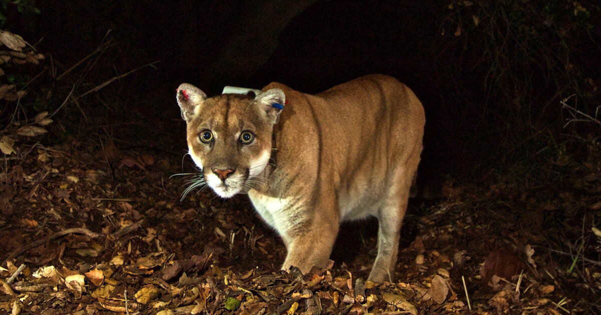 Bringing the 'Wild King' home: P-22 mountain lion statue coming to Griffith Park