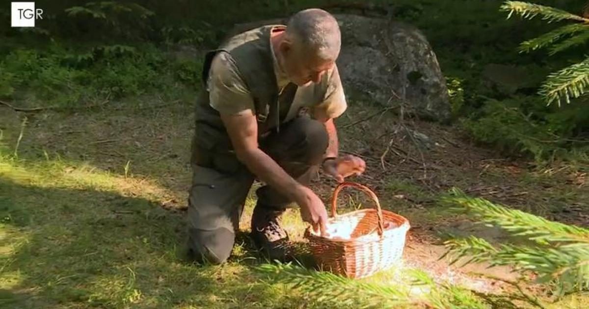 Cercare funghi in sicurezza: i consigli del soccorso alpino
