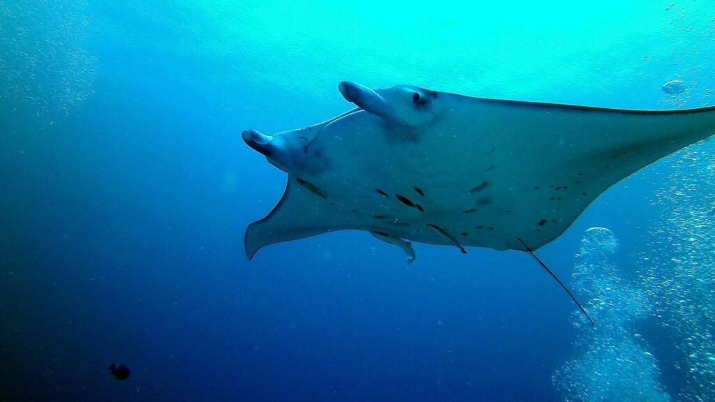 Les océans du globe viennent d'enchaîner 100 jours consécutifs de chaleur record