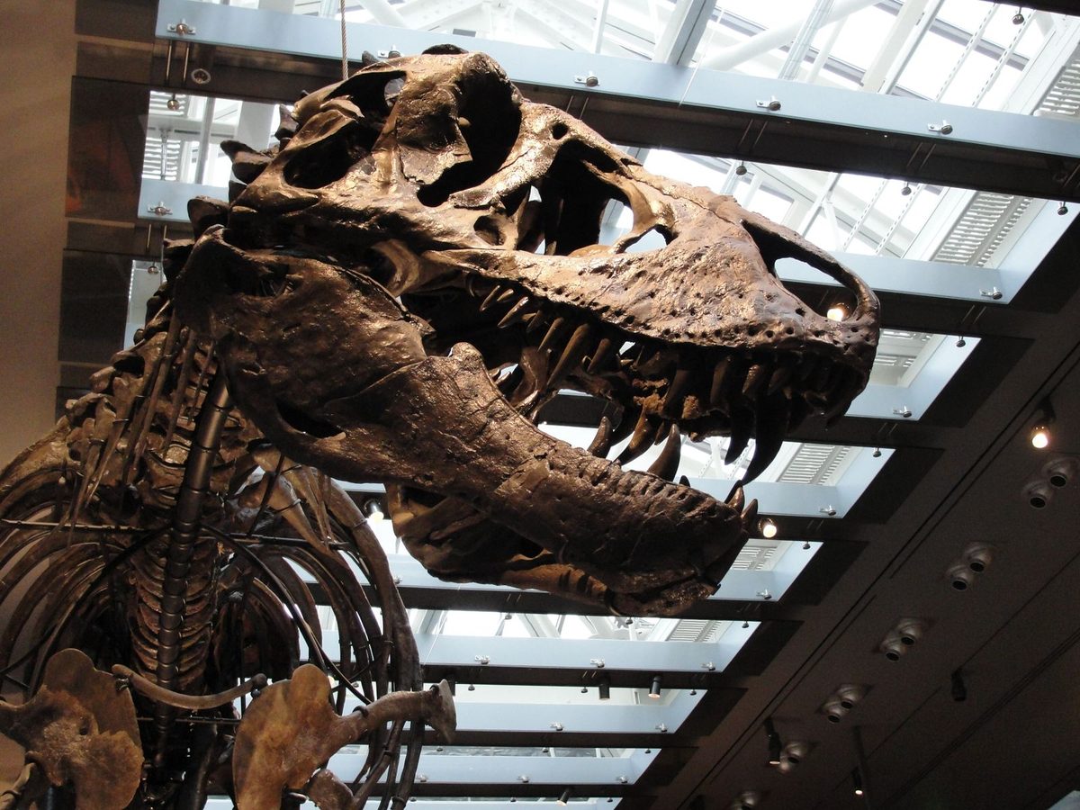Tyrannosaurus Rex Was a Warm-Blooded Dinosaur, With a Body Temperature Similar to That of Humans, Study Suggests