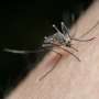How the malaria parasite boosts its transmission potential under stress conditions