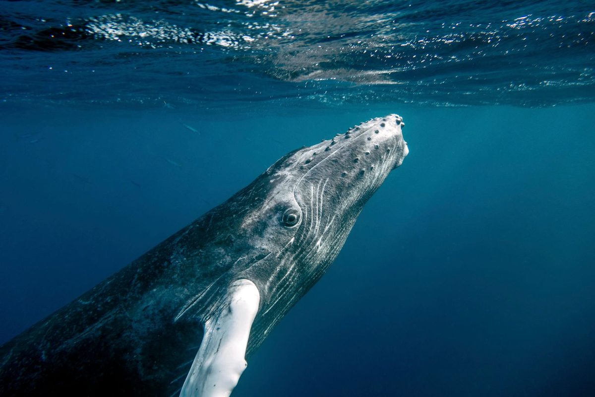 A Humpback Whale Mom Stayed With Her Stillborn Calf, Repeatedly Touching It and Staring Into Its Eyes. Was She Grieving?