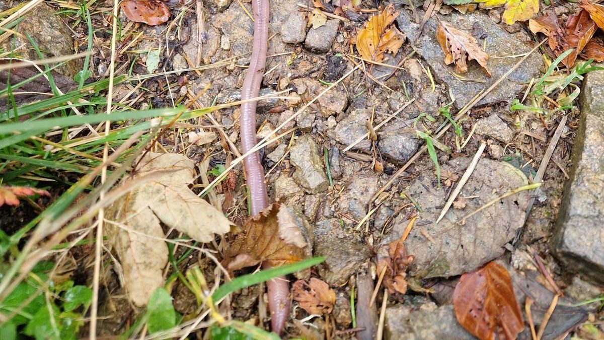 Badischer Riesenregenwurm im Schwarzwald: Klimakrise bedroht Existenz von seltenem Wurm